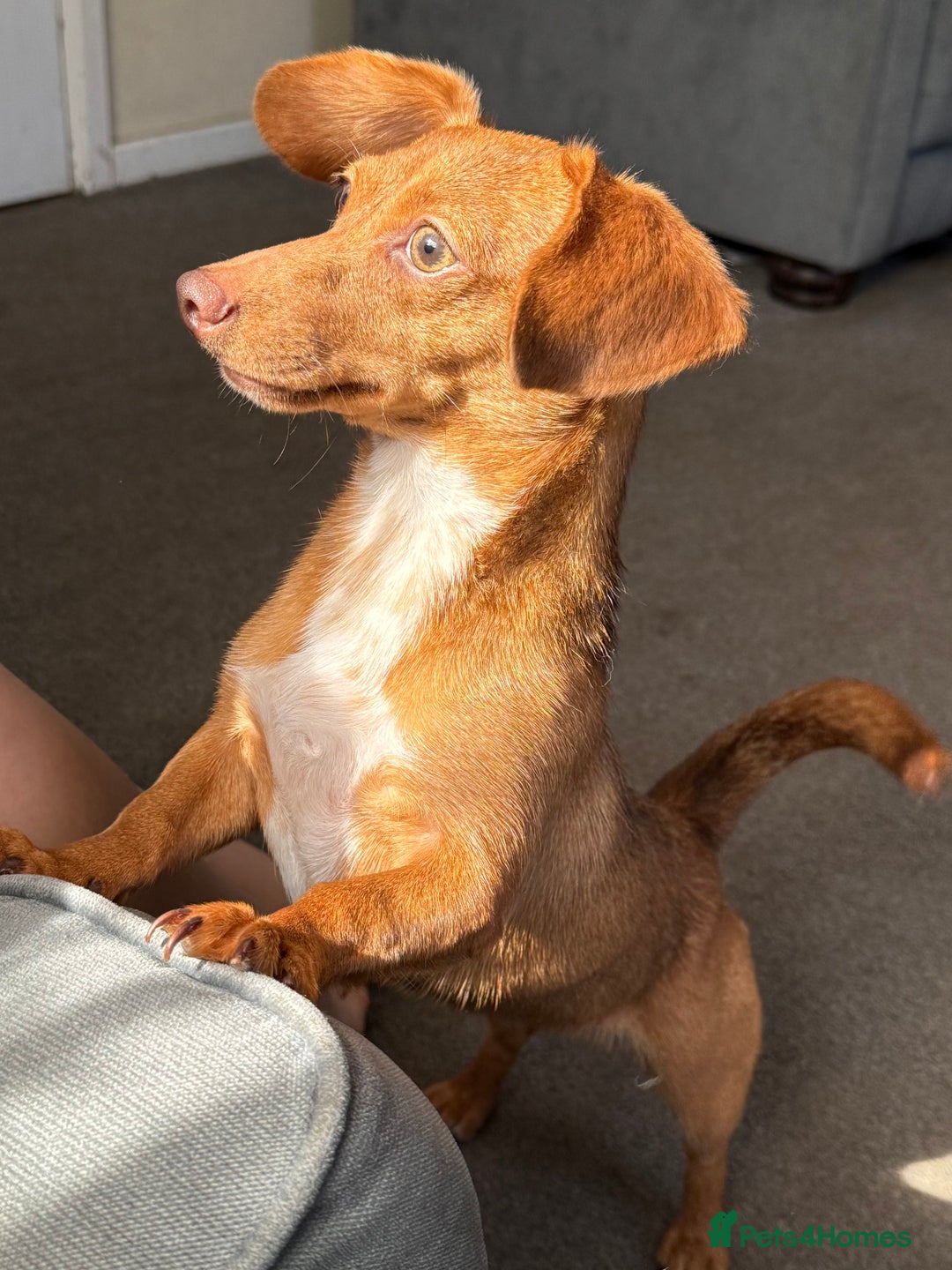 Mixed Breed dogs for sale: A New Forever Home Needed - Image 2