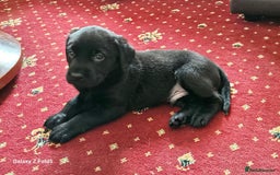 Labrador Retriever dogs for sale: Stunning litter Both Parents Health Tested - Image 16