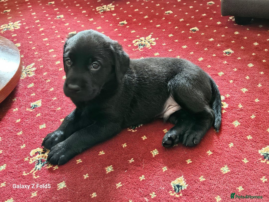 Labrador Retriever dogs for sale: Stunning litter Both Parents Health Tested - Image 16
