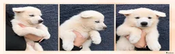 White Swiss Shepherd dogs for sale: 🏆KC WSS Champion Bloodline stunning puppies - Advert 10