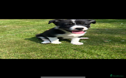 Border Collie dogs for sale: Gorgeous Border Collie Puppies  - Image 3