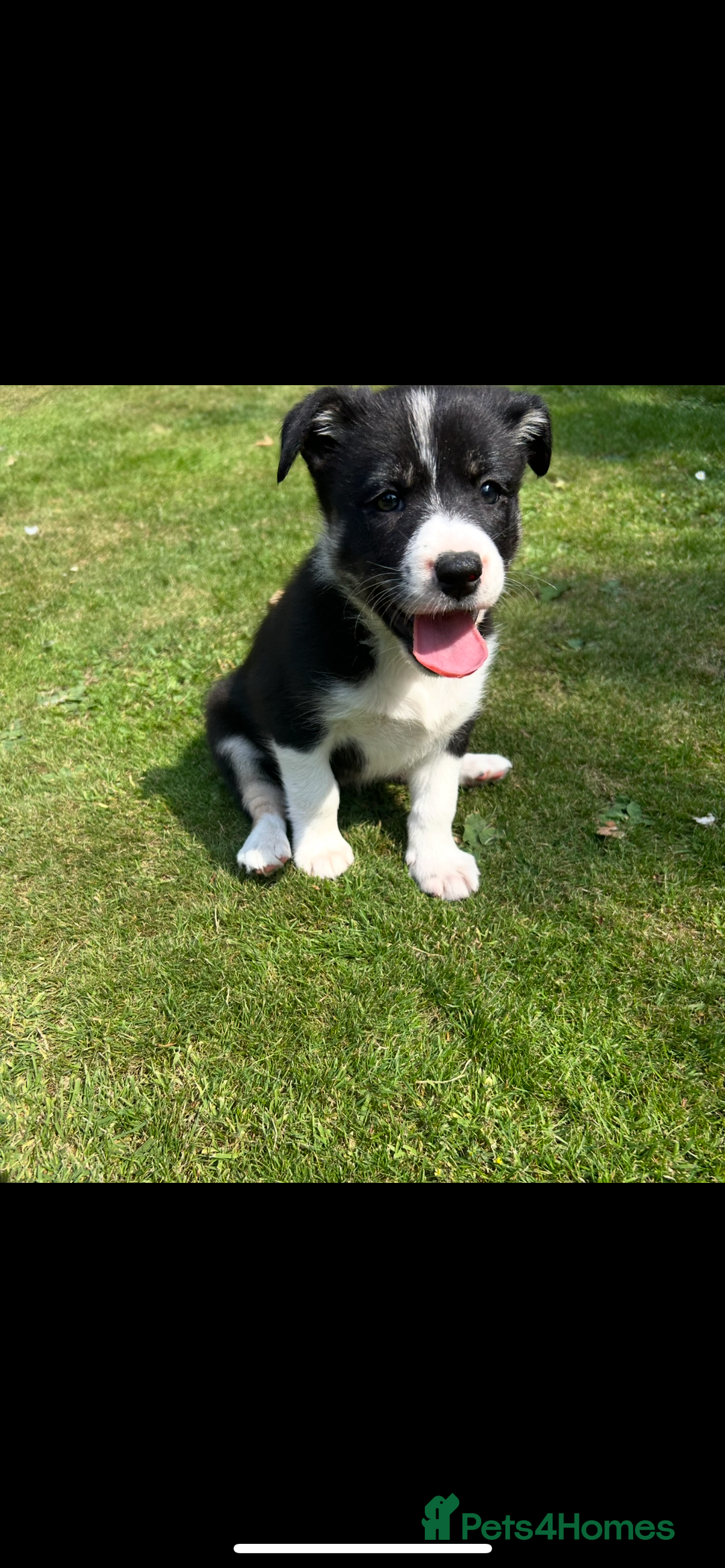 Border Collie dogs for sale: Gorgeous Border Collie Puppies  - Image 3