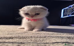 Scottish Fold cats for sale: ⭐️ Beautiful Scottish Folds ⭐️ - Image 4