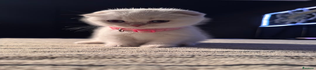 Scottish Fold Kitten (Pink Collar)