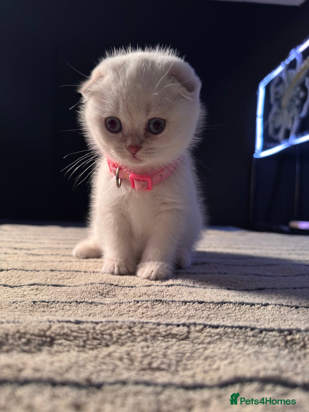 Scottish Fold cats for sale: ⭐️ Beautiful Scottish Folds ⭐️ - Image 4