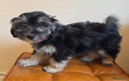 Maltipoo dogs for sale: Fully dna tested Maltipoos  - Image 5