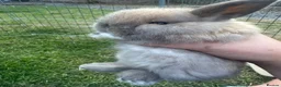 Mini Lop rabbits for sale: Beautiful mini lop rabbits  - Advert 7