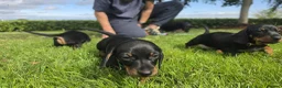 Miniature Dachshund dogs for sale: 🐾 Beautiful Miniature Dachshund Puppies 🐾 - Advert 15