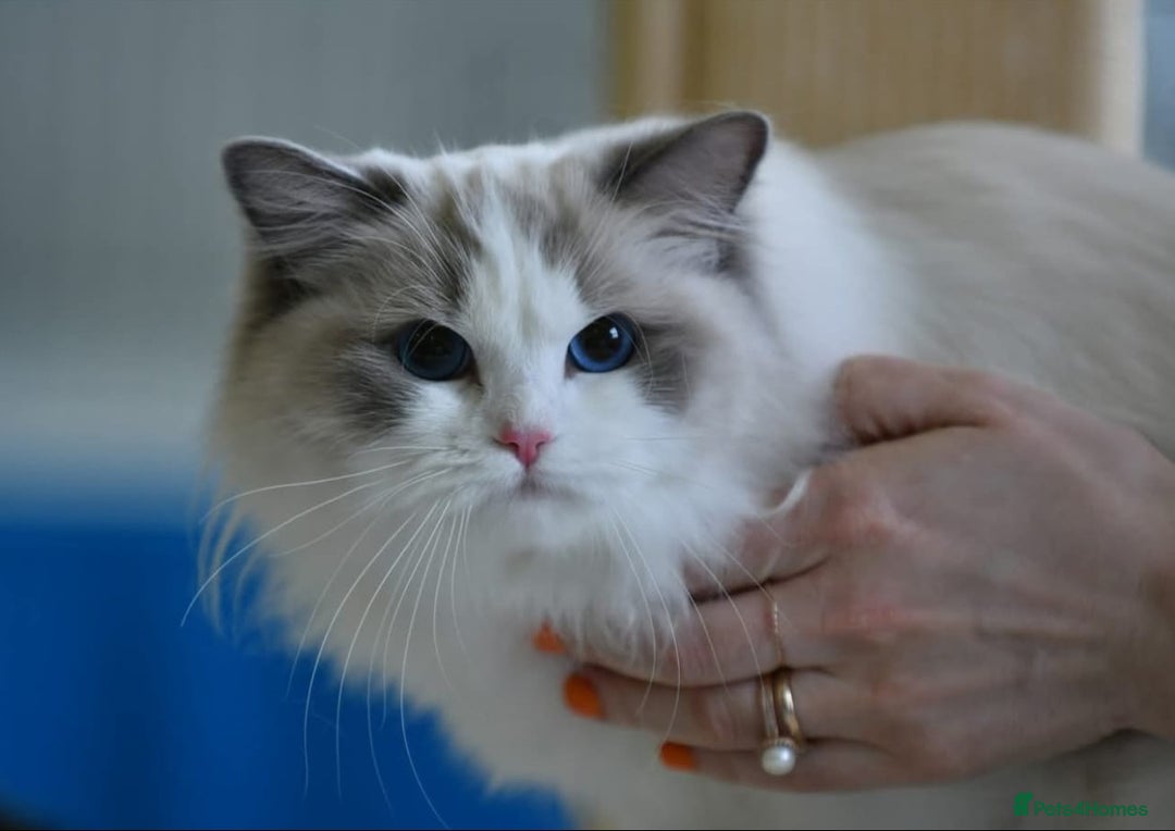 Ragdoll cats for sale: 🩷✨️WAITING LIST ExclusiveKittens💖 TICA🏆cattery - Advert 8
