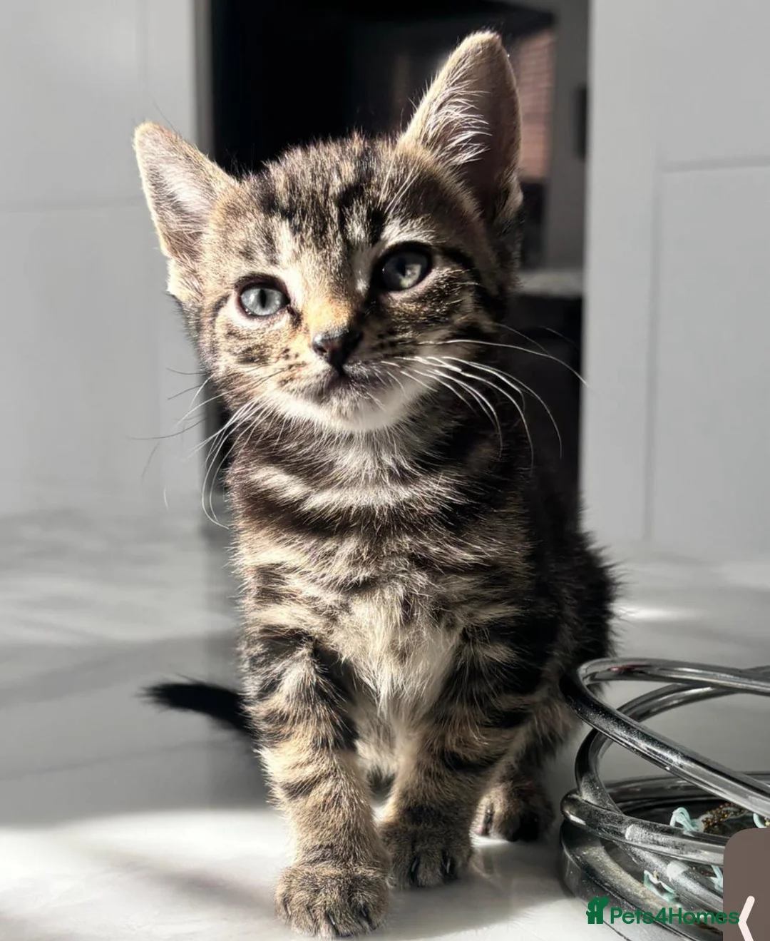 Domestic Shorthair cats for sale: Simba looking for new parents - Advert 5