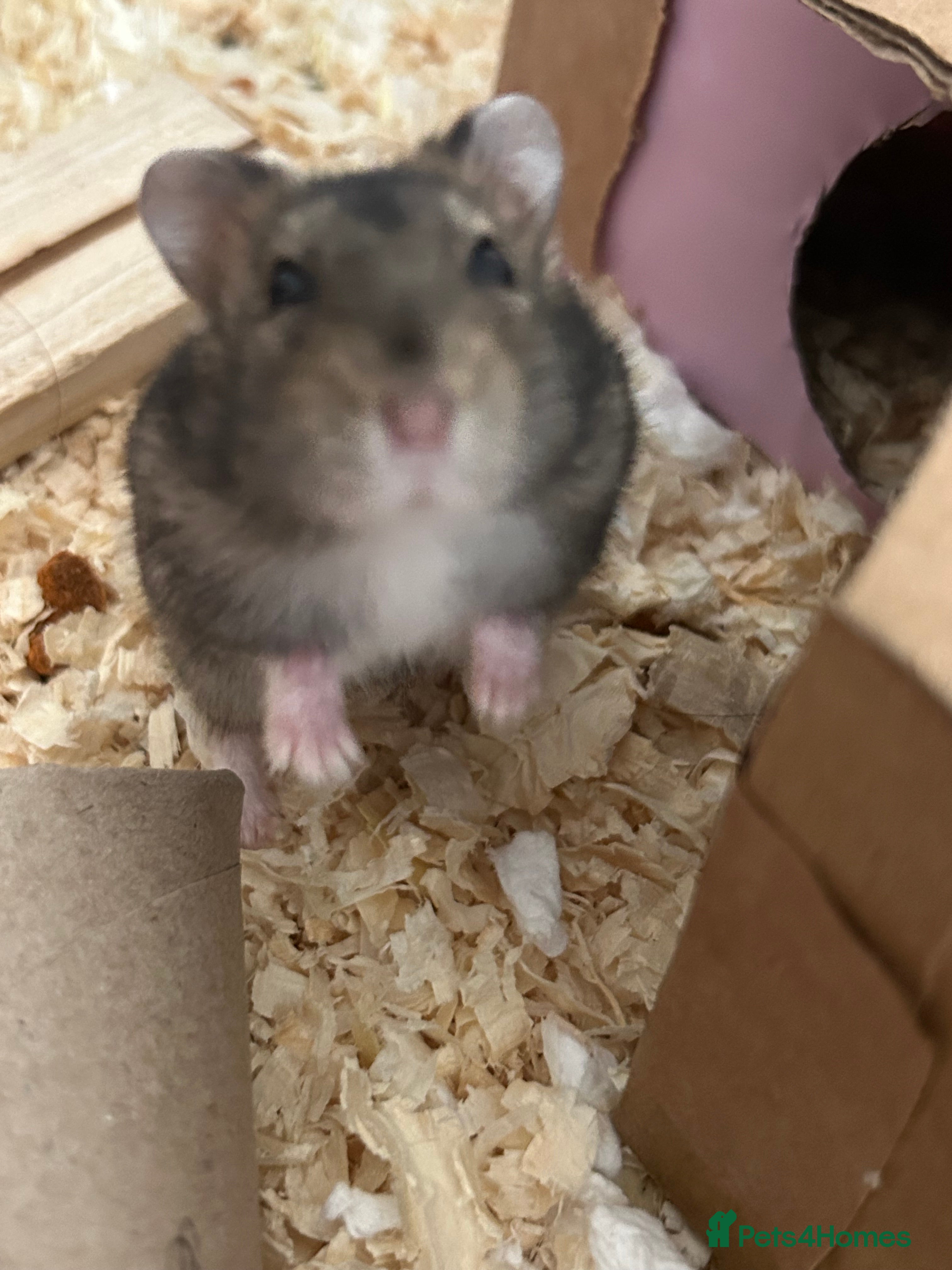 Hamster rodents Super cute young dwarf hamster - Advert 10