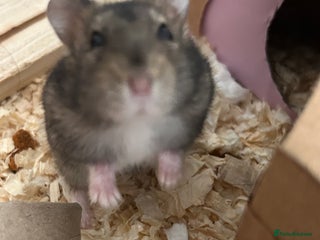 Hamster rodents for sale: Super cute young dwarf hamster - Advert 1
