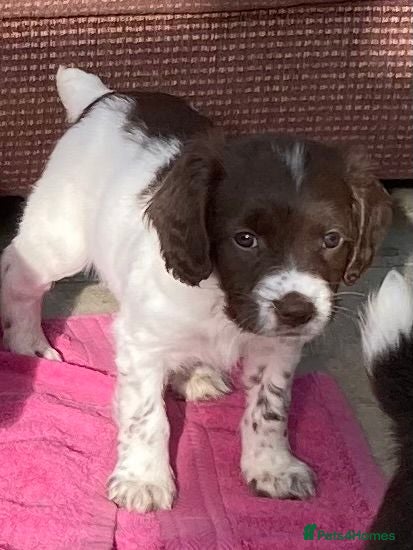 English Springer Spaniel dogs Pedigree English Springer Spaniel Pups KC Reg - Advert 1