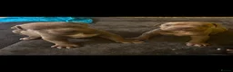 Cane Corso dogs for sale: Cane corso puppies looking for Loving Homes🐕 in Northampton - Advert 2
