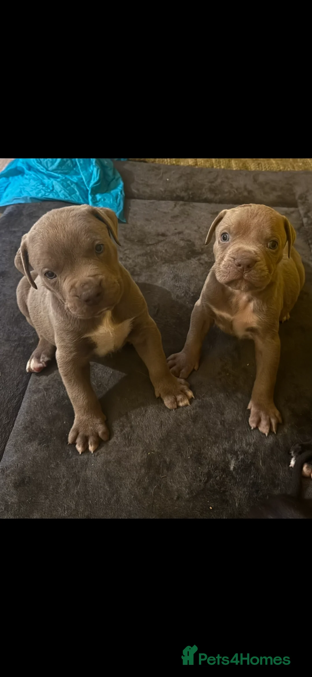 Cane Corso dogs for sale: Cane corso puppies looking for Loving Homes🐕 in Northampton - Advert 2