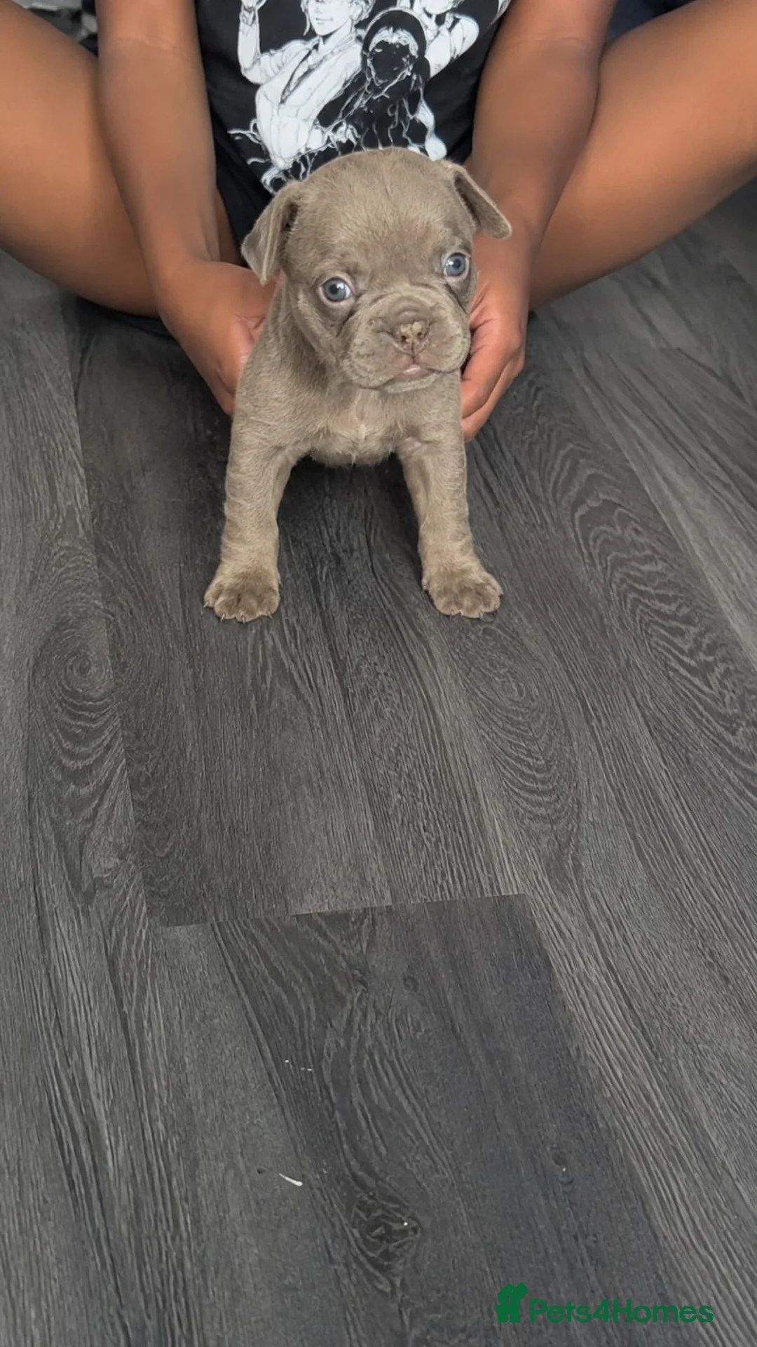 French Bulldog dogs for sale: Adorable French Bulldog puppies  in London - Advert 3