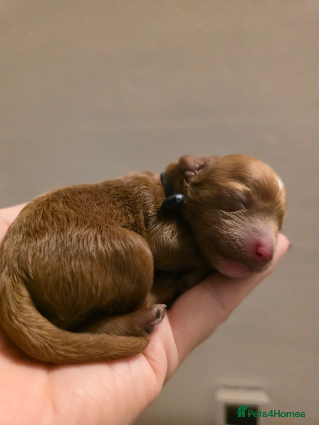 Cavapoo dogs for sale: Small F2 Cavapoo Puppies – Family Raised - Advert 8