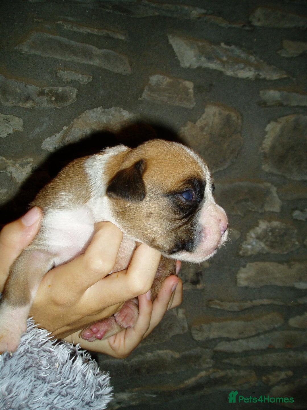 Boxer dogs for sale: Health Tested COI 1.5% KC Registered - Image 13
