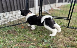 Akita dogs for sale: Quality KC Registered American Akita Puppies - Image 28
