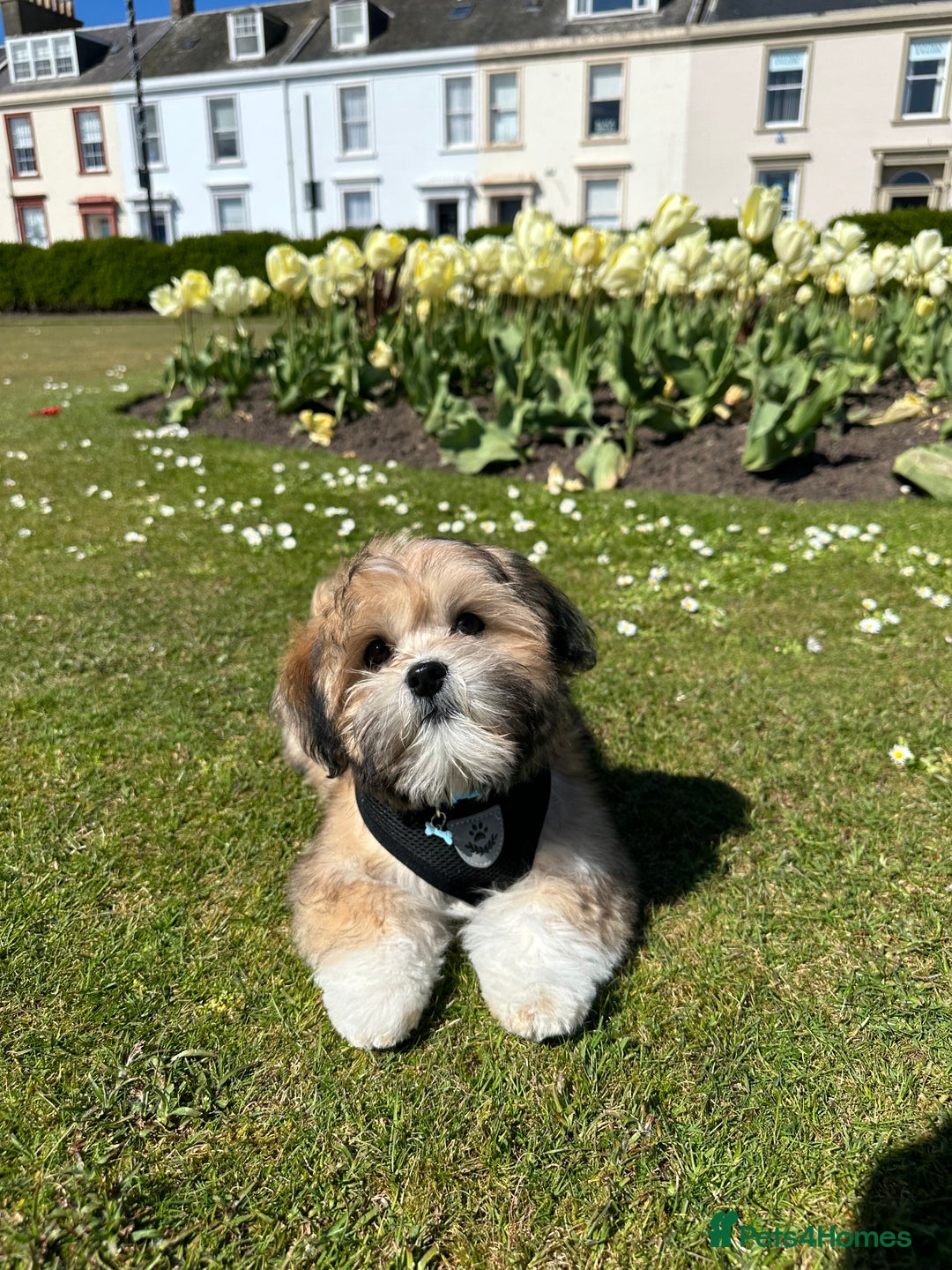 Lhasa Apso dogs for stud: KC Registered Lhasa Apso Stud - Advert 18