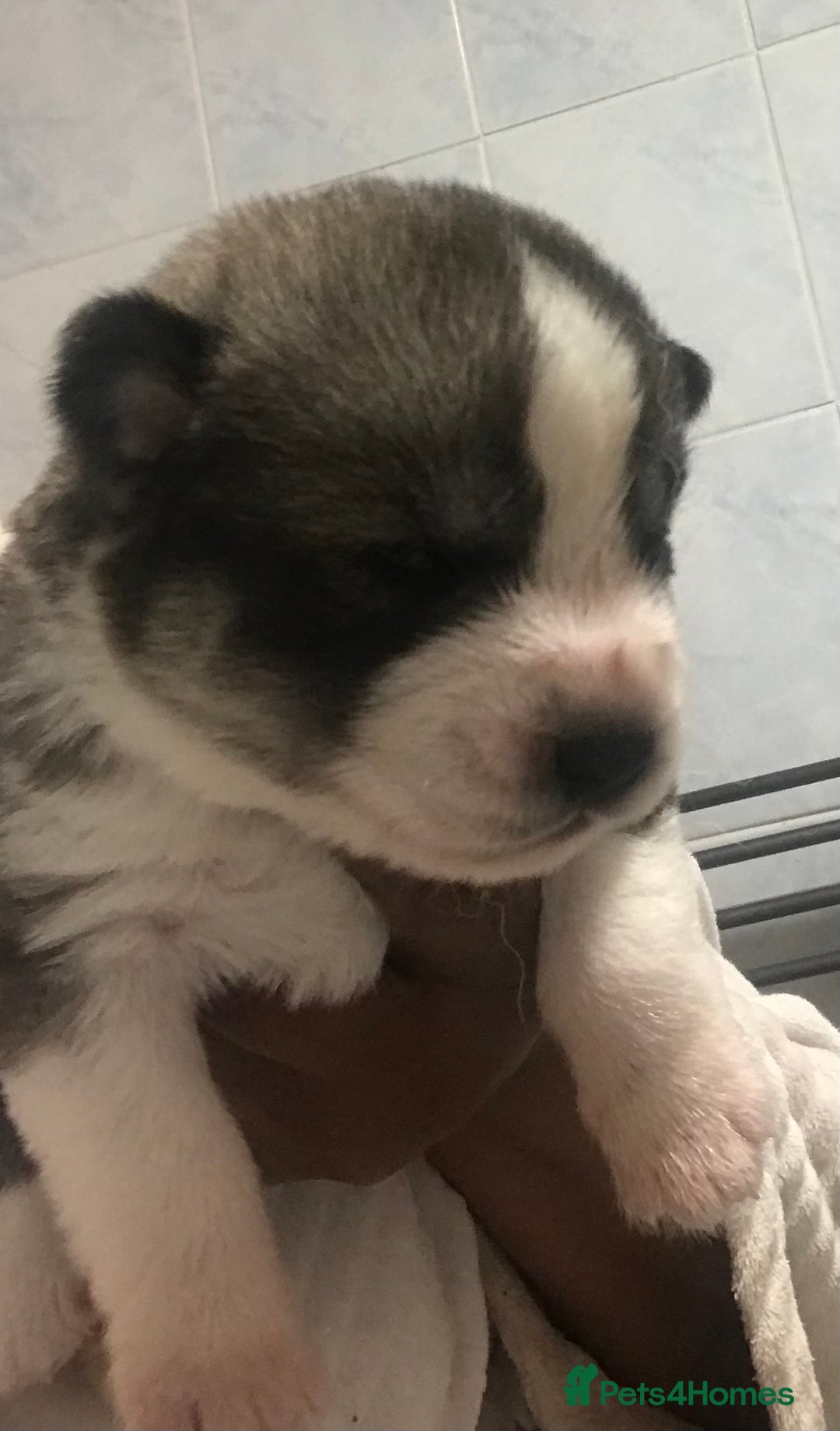 Siberian Husky dogs for sale: Magnificent Pure Siberia Husky Puppies  - Advert 13