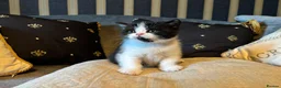 British Shorthair cats for sale: Grand champion sired - Advert 3