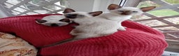 Siamese cats for sale: Traditional seal point boy kitten - Advert 12