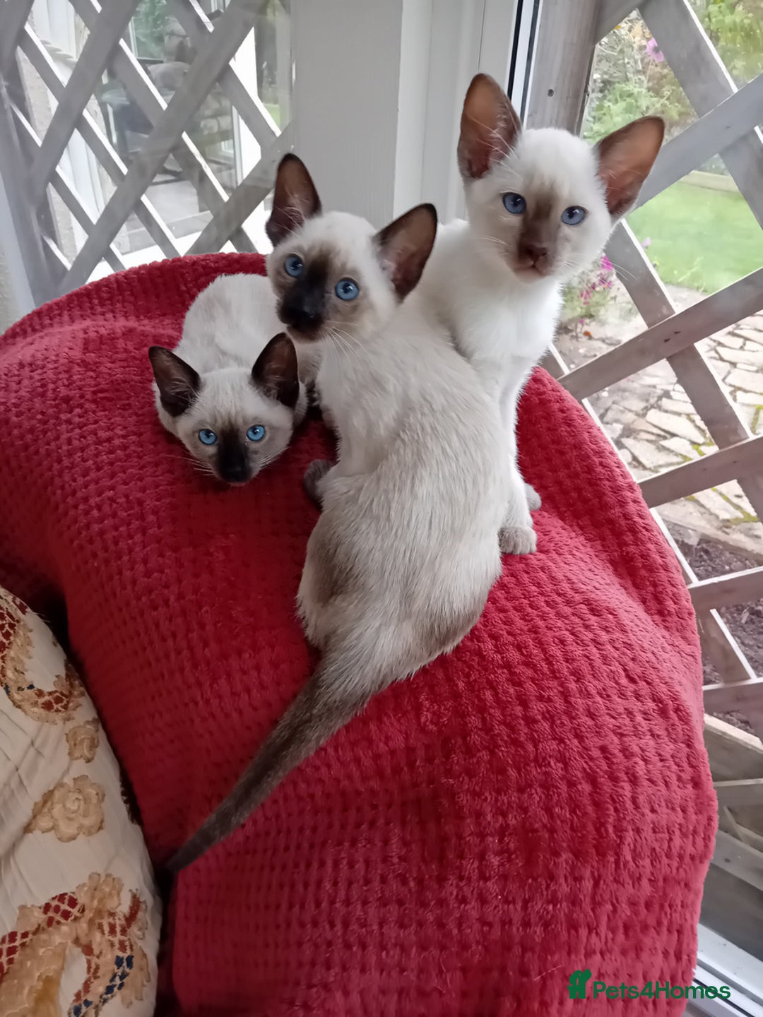Siamese cats for sale: Traditional seal point boy kitten - Advert 12