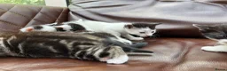 Mixed Breed cats for sale: 4 black and white kittens for sale  - Advert 7