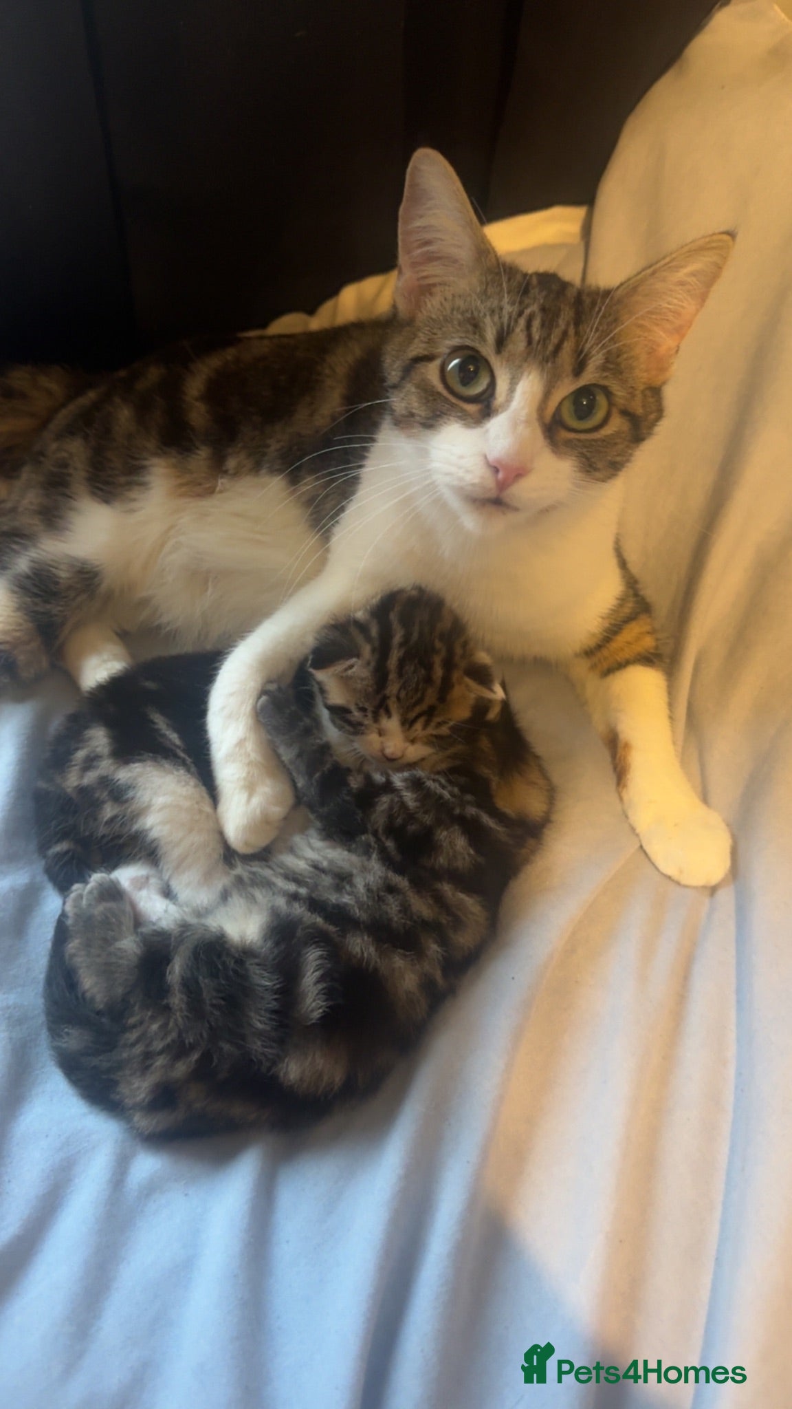 Mixed Breed cats 2 Male mixed breeds  - Advert 7