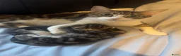 Mixed Breed cats for sale: 2 Male mixed breeds  - Advert 1