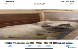 Birman cats for sale: BIRMAN KITTENS  - Image 6