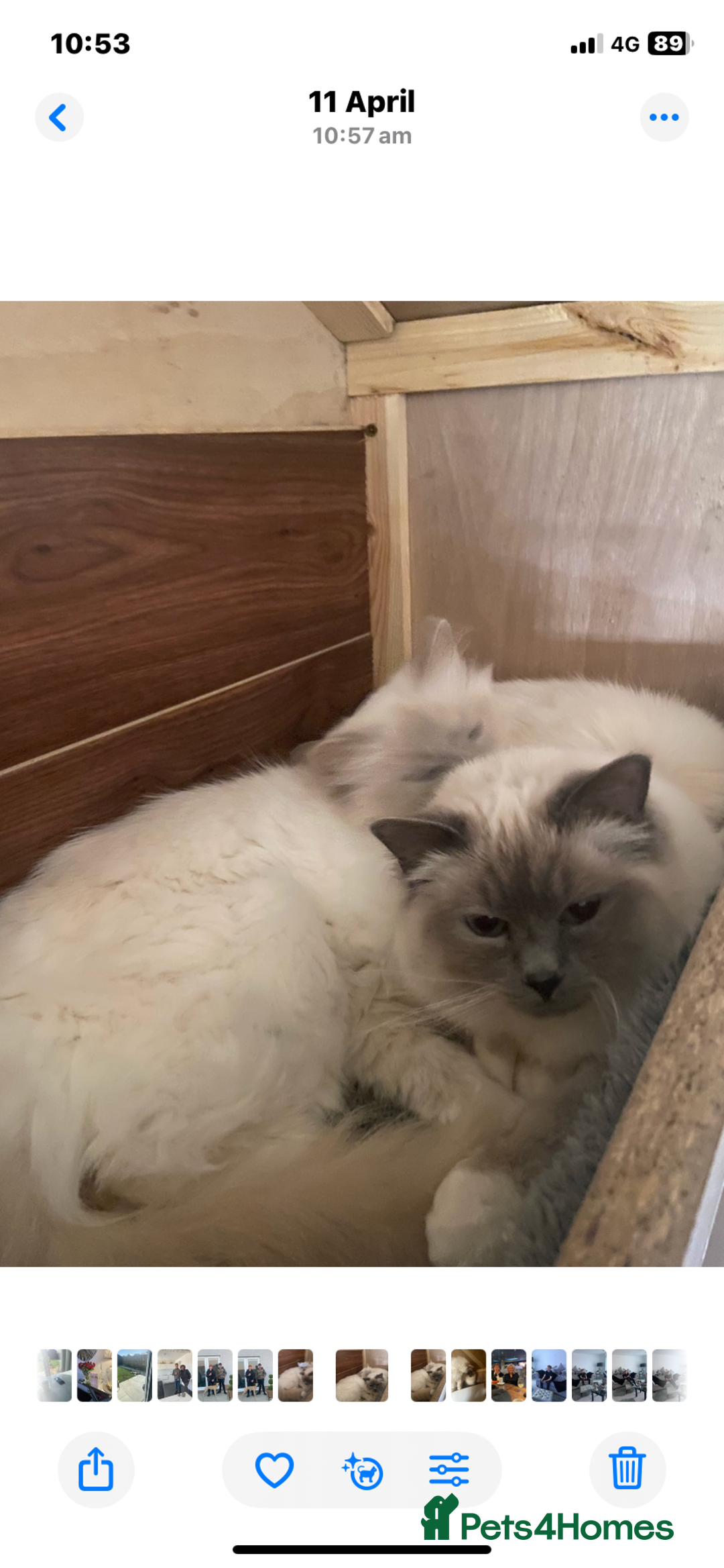 Birman cats for sale: BIRMAN KITTENS  - Image 6