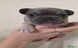 French Bulldog dogs for sale: Beautiful litter of French Bulldogs - Advert 11