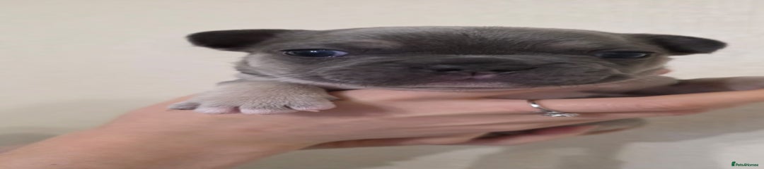 French Bulldog Puppy 2