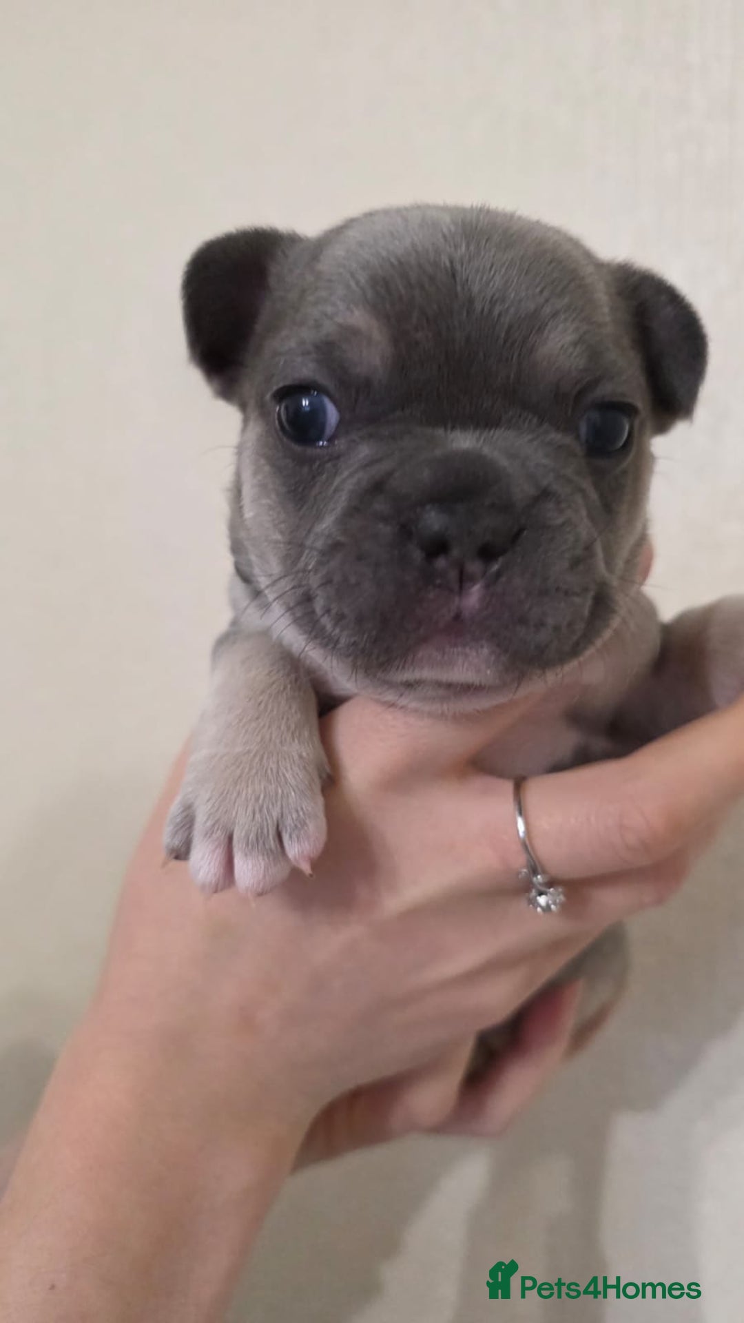 French Bulldog dogs for sale: Beautiful litter of French Bulldogs - Advert 11