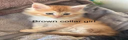 Maine Coon cats for sale: Beautiful Red Maine coone babies  - Advert 5