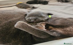 Staffordshire Bull Terrier dogs for sale: Stunning litter of Blue & Black Puppies - Advert 18