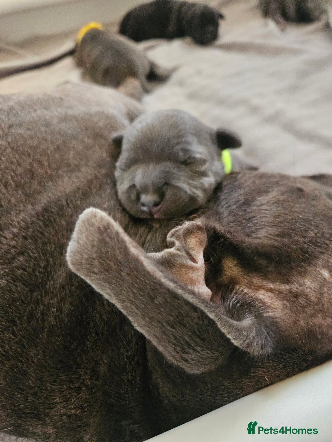 Staffordshire Bull Terrier dogs for sale: Stunning litter of Blue & Black Puppies - Advert 18