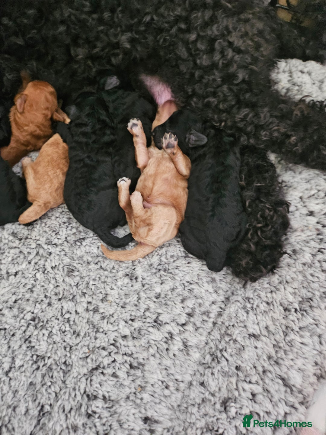 Miniature Poodle dogs for sale: Miniature poodle pups - Image 6