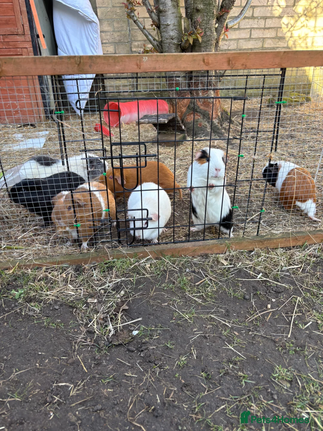 Guinea Pig rodents for sale: Baby guinea pigs expected soon in Thetford - Advert 1