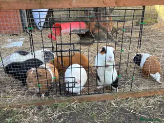 Guinea Pig rodents Baby guinea pigs expected soon - Advert 2