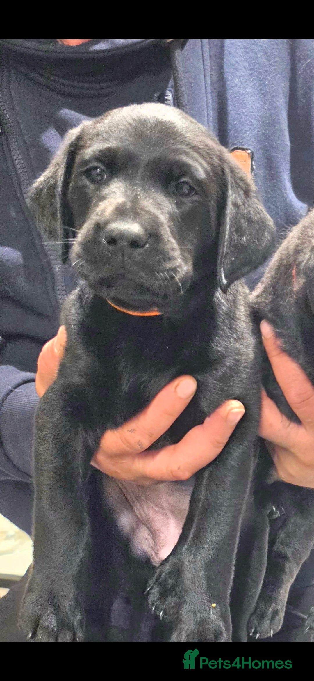 Labrador Retriever dogs Exceptional KC Champion Bloodline Pups - Advert 2
