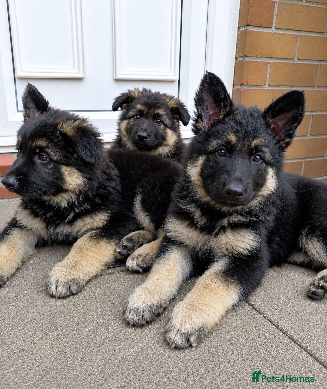 German Shepherd dogs *READY NOW* German Shepherd Puppies - Advert 1