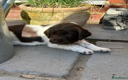 English Springer Spaniel dogs for sale: KC registered Working Springer spaniel puppies - Image 1