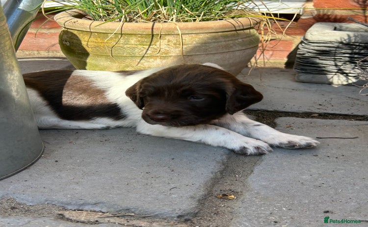 English Springer Spaniel dogs - Advert 1