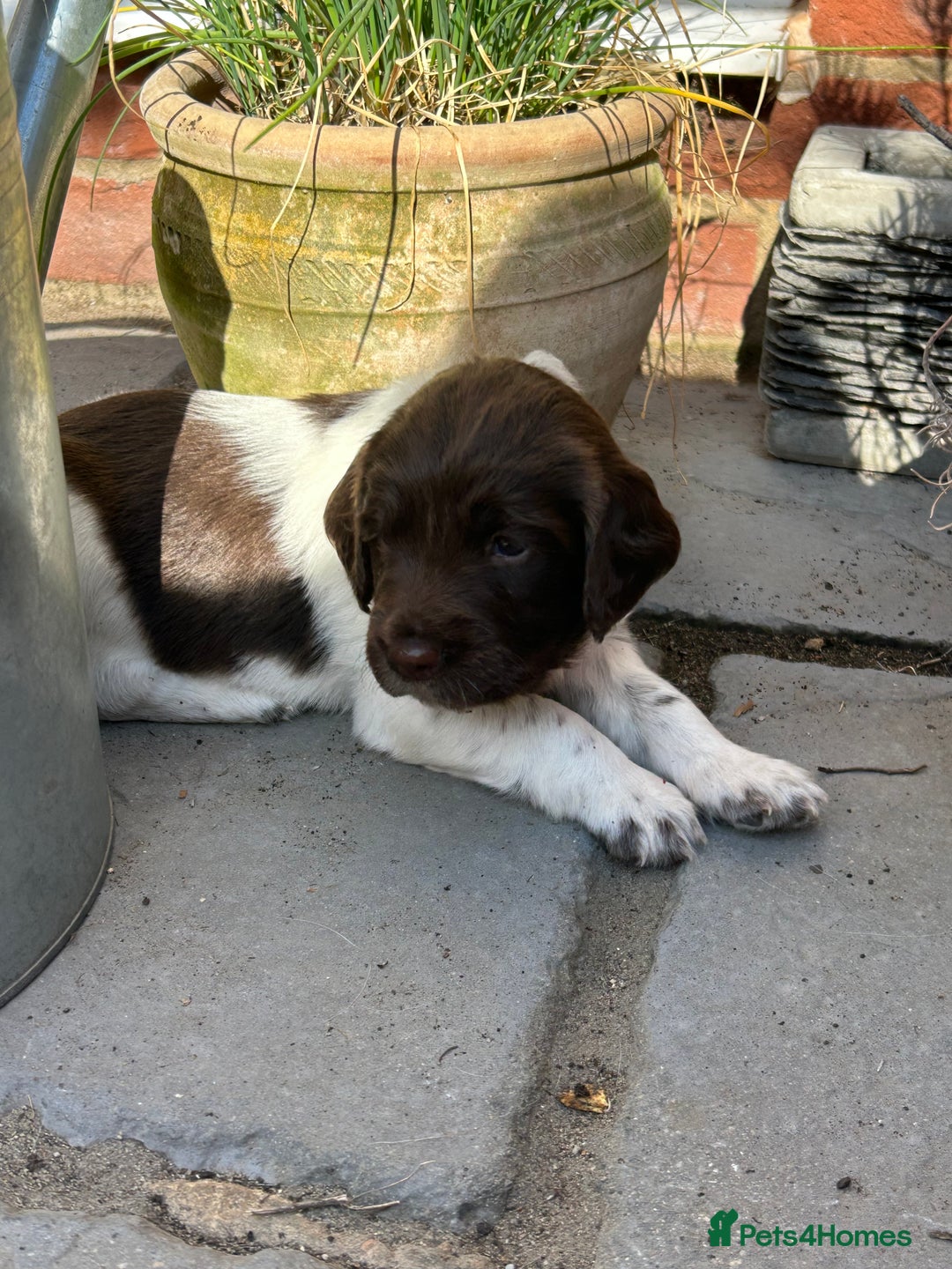 English Springer Spaniel dogs for sale: KC registered Working Springer spaniel puppies - Image 1