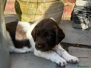 English Springer Spaniel dogs - Advert 17