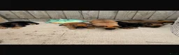 German Shepherd dogs for sale: 8 German shepherd puppies  - Advert 2