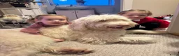 Italian Spinone dogs for sale: Spinone  in Skelmersdale - Advert 11